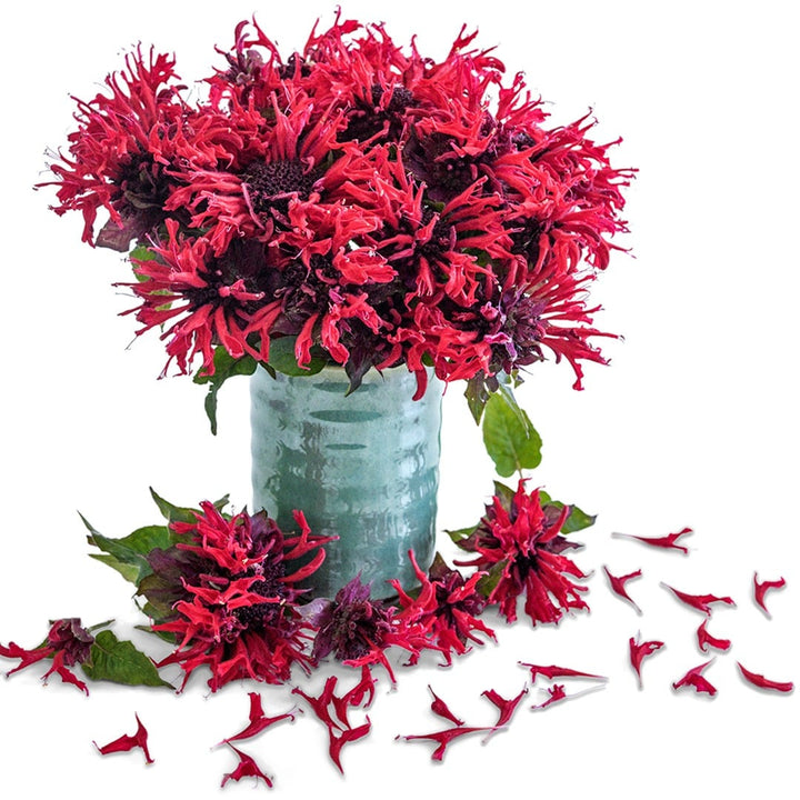 Panorama Red Bee Balm arranged in a green ceramic vase on a white background.