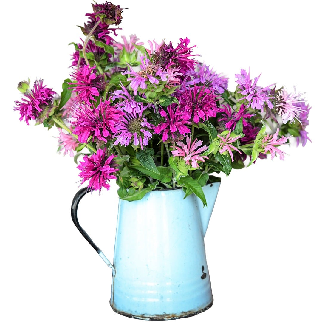 Spielarten Mix Bee Balm arranged in a vase on a white background with no dropshadow.