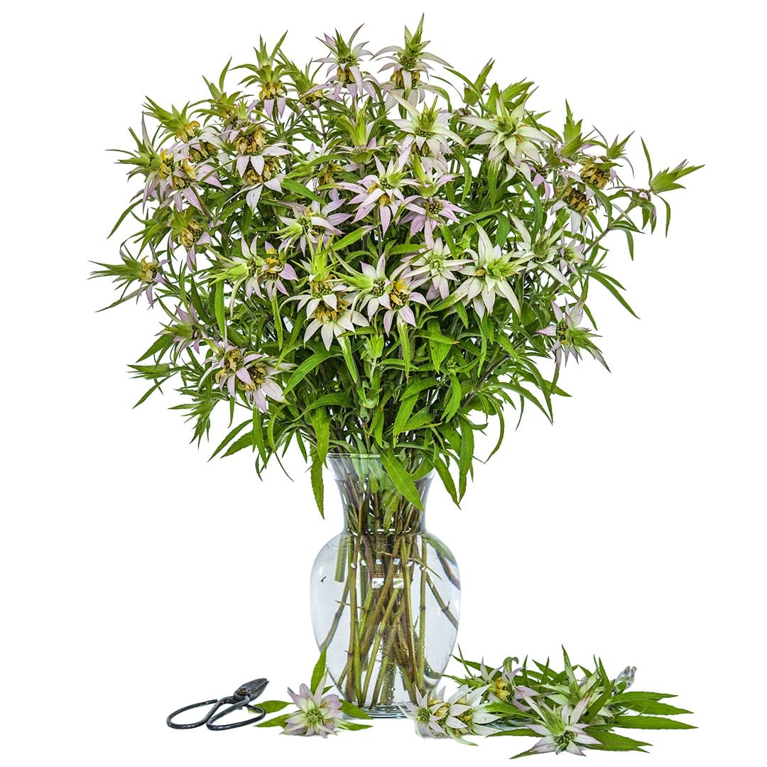 A floral arrangement of Spotted Bee Balm in a glass vase with garden scissors on a white background.