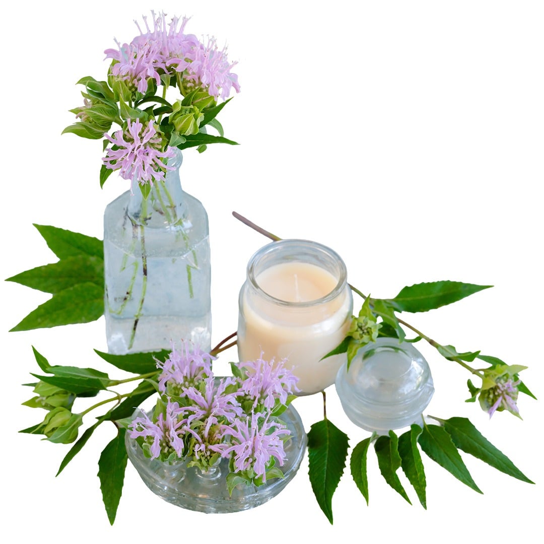 Wild Bergamot Bee Balm with a white candle on a white background.