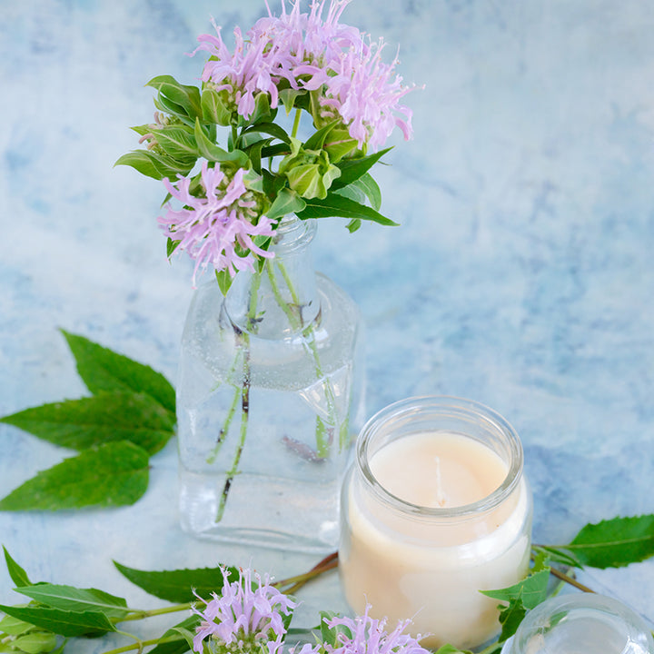 Wild Bergamot Bee Balm blooms and milk on a blue background.