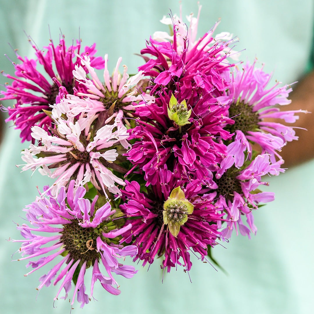 Man wearing a light green shirt and holding a posey of Spielarten Mix Bee Balm in the garden.