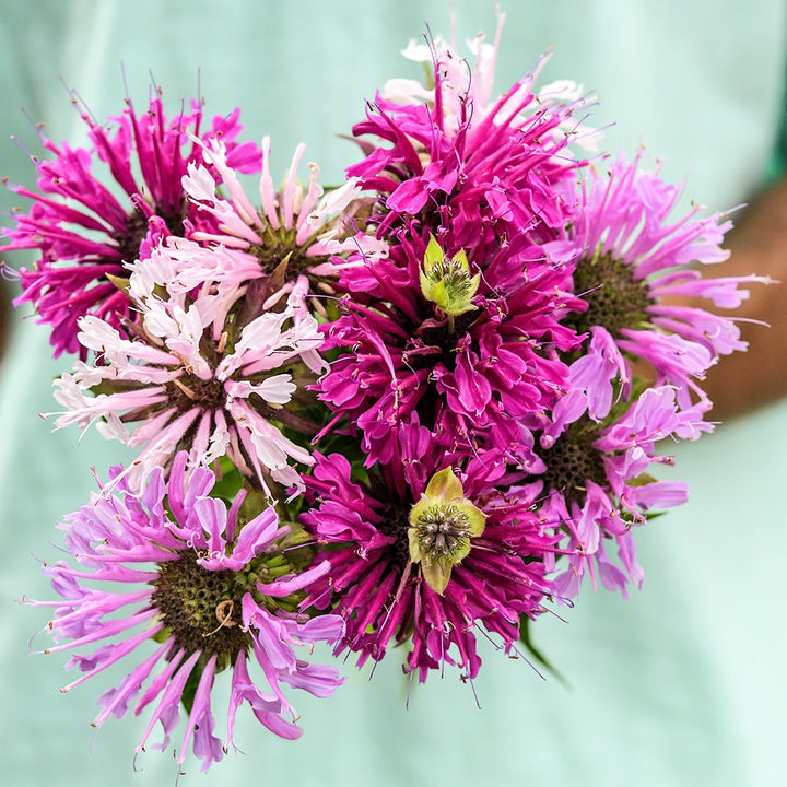 Man wearing a light green shirt and holding a posey of Spielarten Mix Bee Balm in the garden.