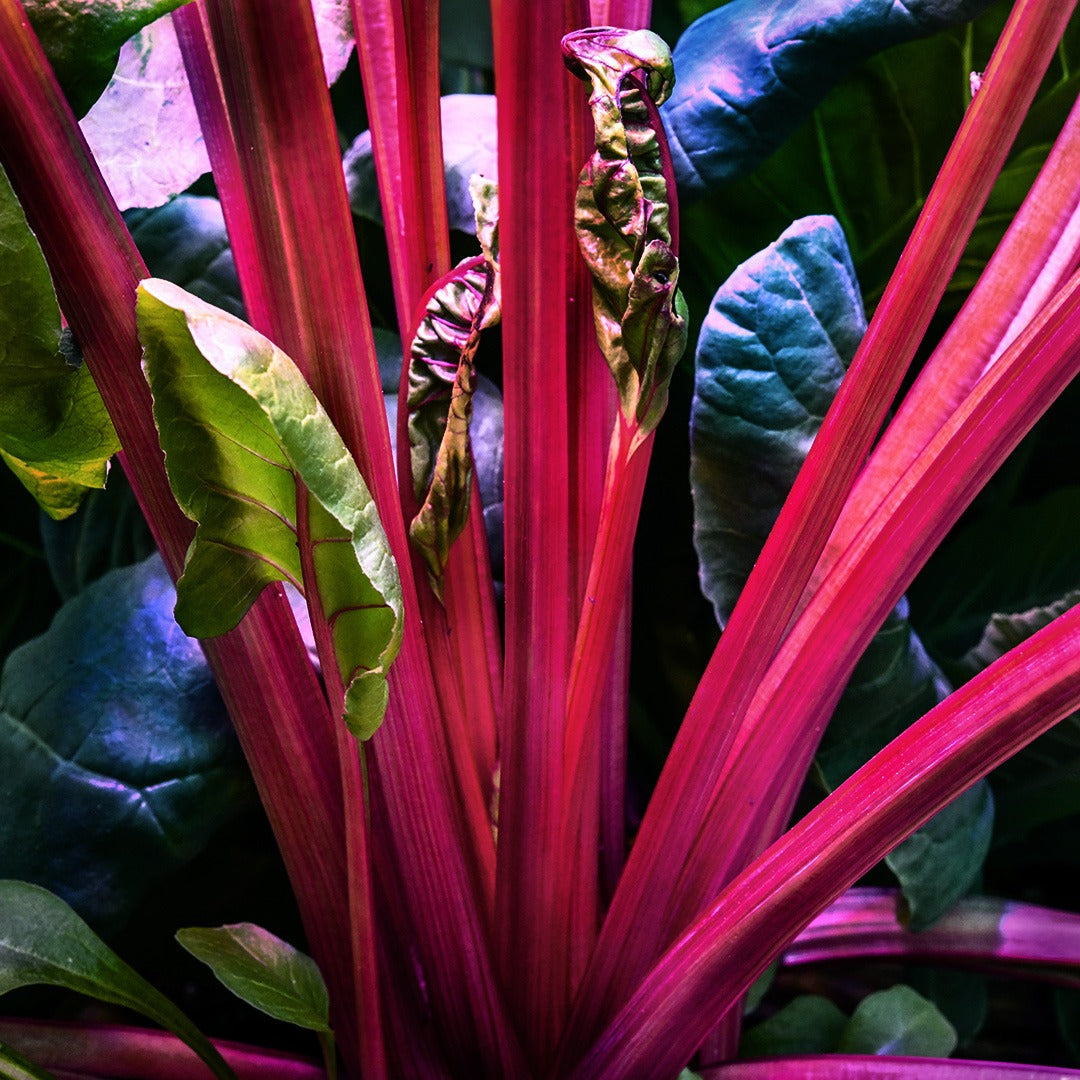 The foliage on a Mammoth Red Mangel Beet growing in a greenhouse.