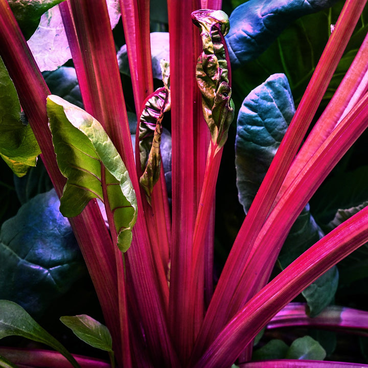 The foliage on a Mammoth Red Mangel Beet growing in a greenhouse.