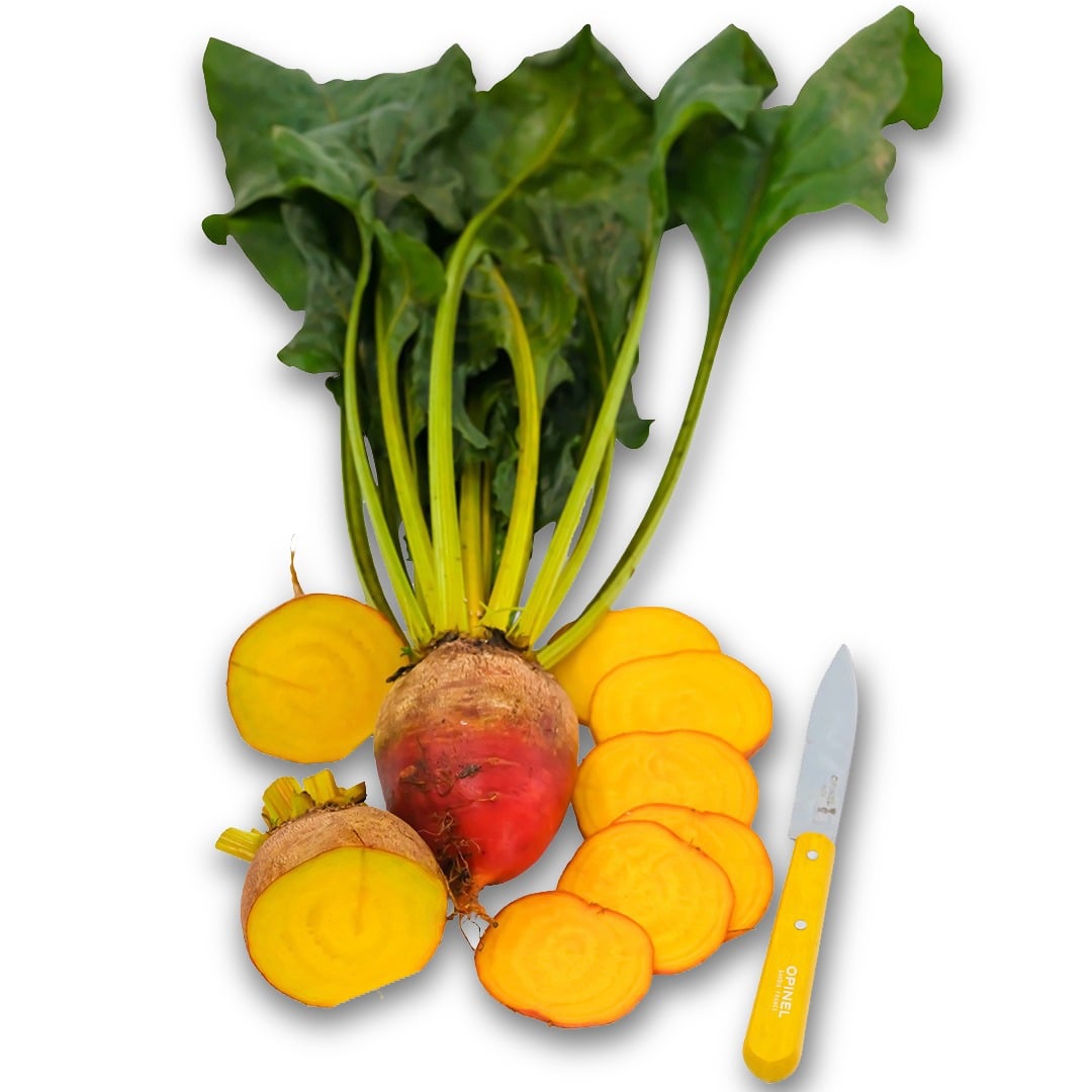 One whole and some sliced Golden Beets with a yellow handled knife on a white background.