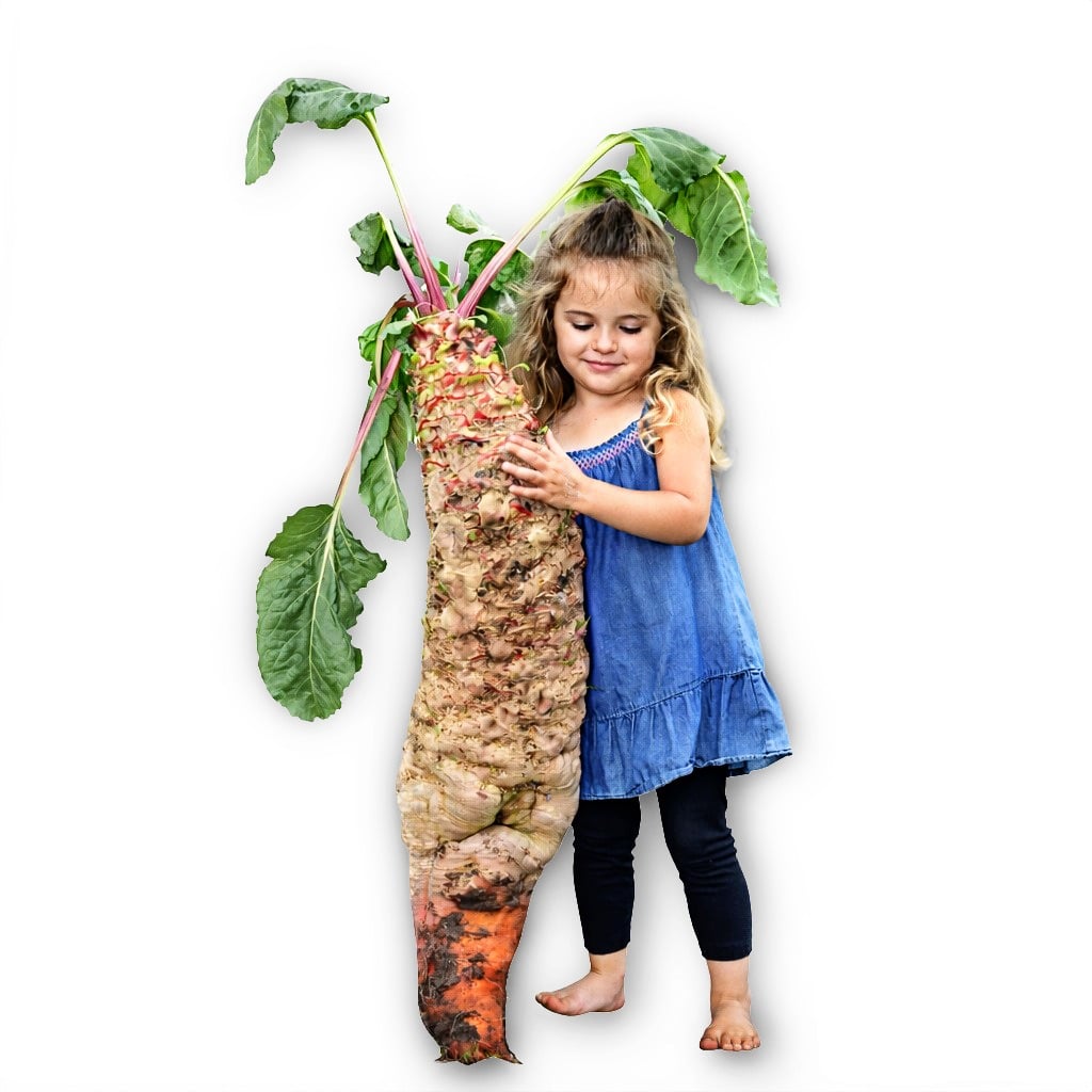 A smiling little girl holding a Mammoth Red Mangel Beet cut out on a white background.