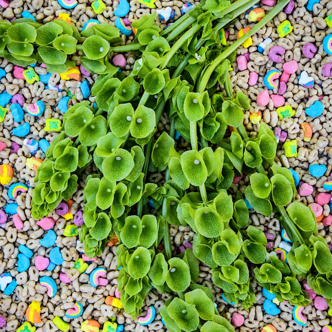 Bells of Ireland flowers on a bed of Lucky Charms.