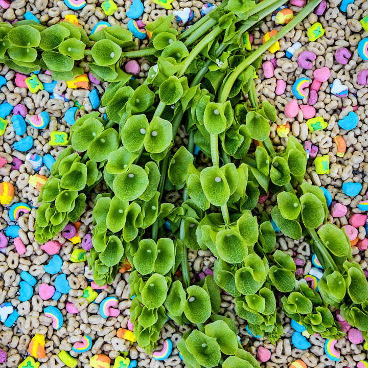 Bells of Ireland flowers on a bed of Lucky Charms.