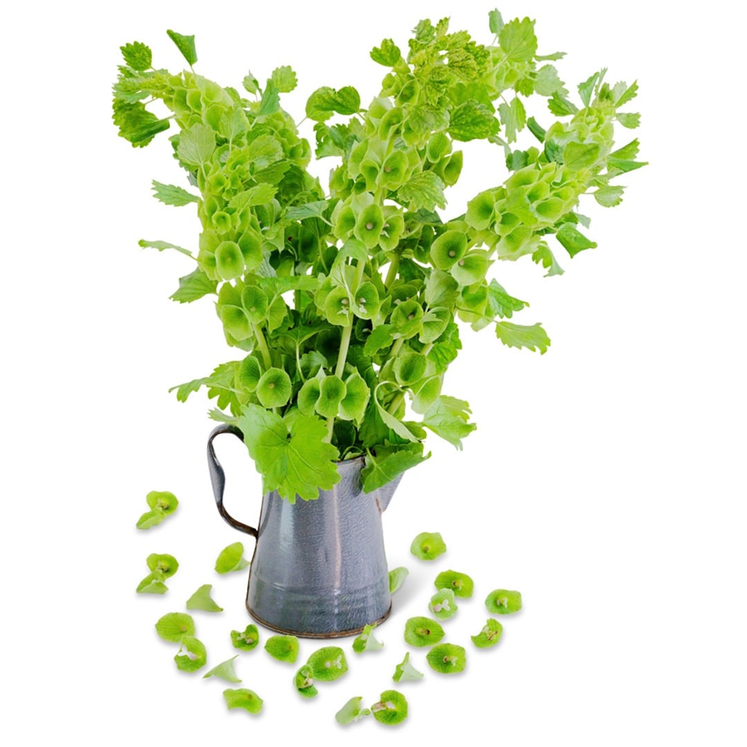 Bells of Ireland arranged in a tin jug with handle on a white background