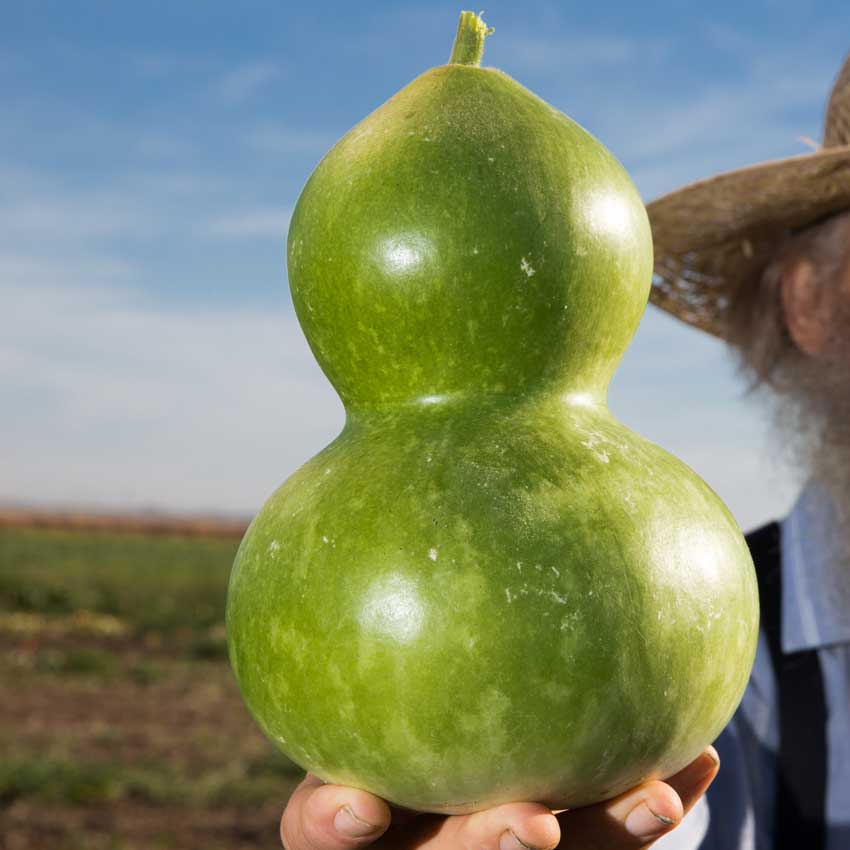 Close-up of Birdhouse Gourd held by a gardener in a field.