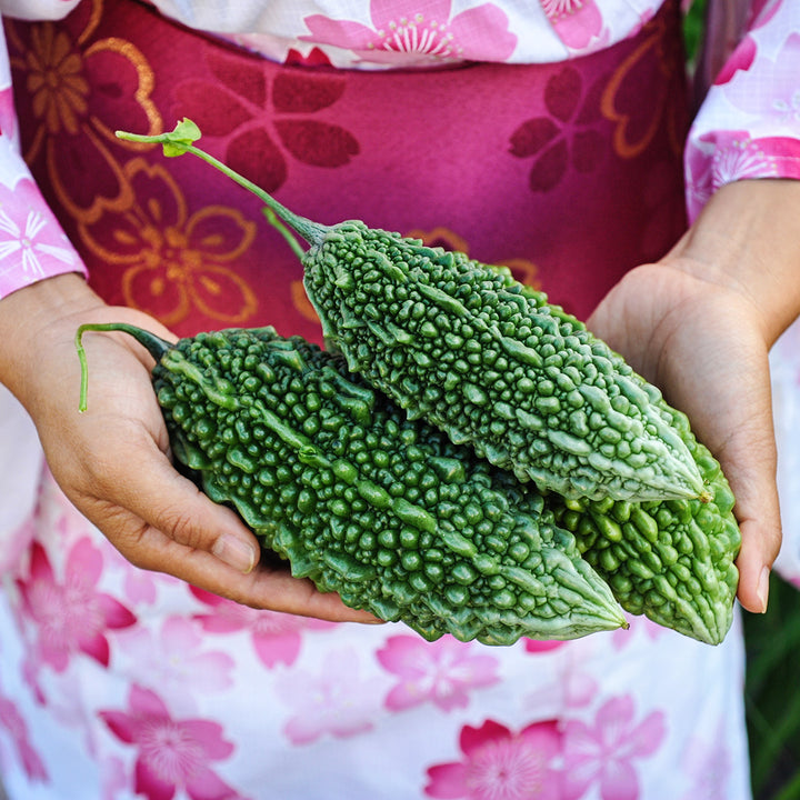 A woman in traditional Japanese dress holding three Abashi Bitter Melons.