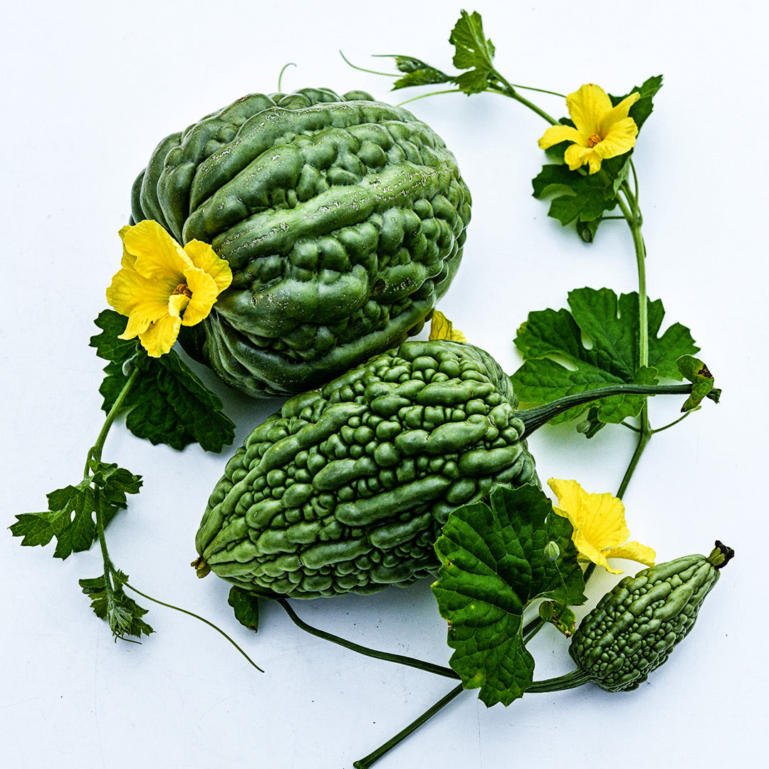 A close-up view of a couple of Big Top Bitter Melons with foliage and blooms.