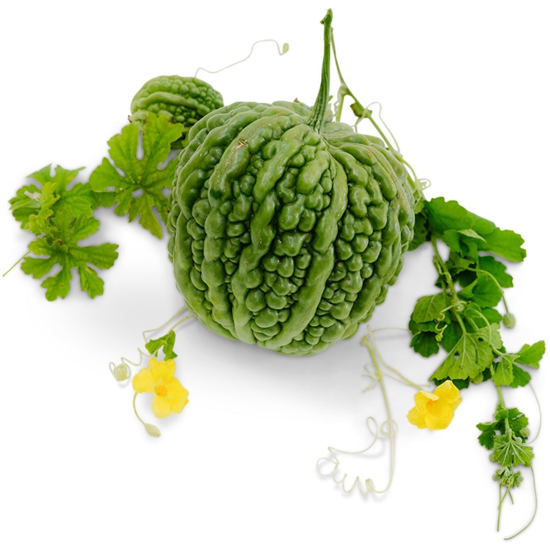 Big Top Bitter Melon with foliage on a white background.