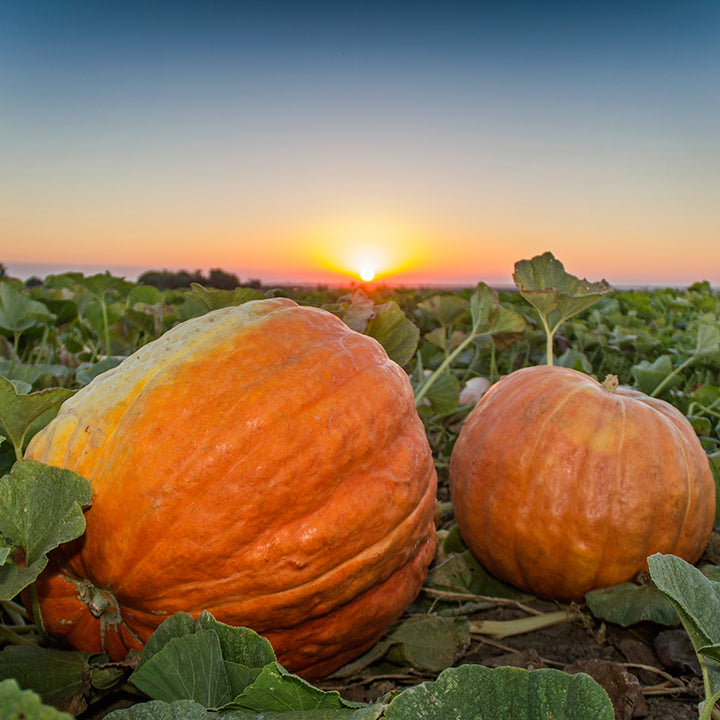 A couple of Big Max Pumpkin Winter Squash in the pumpkin patch at sunset. Image by Mathew Perlee.
