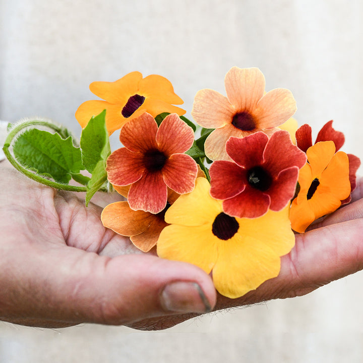 A gardener hand holding a small bouquet of Spanish Eyes Black-Eyed Susan Vine.