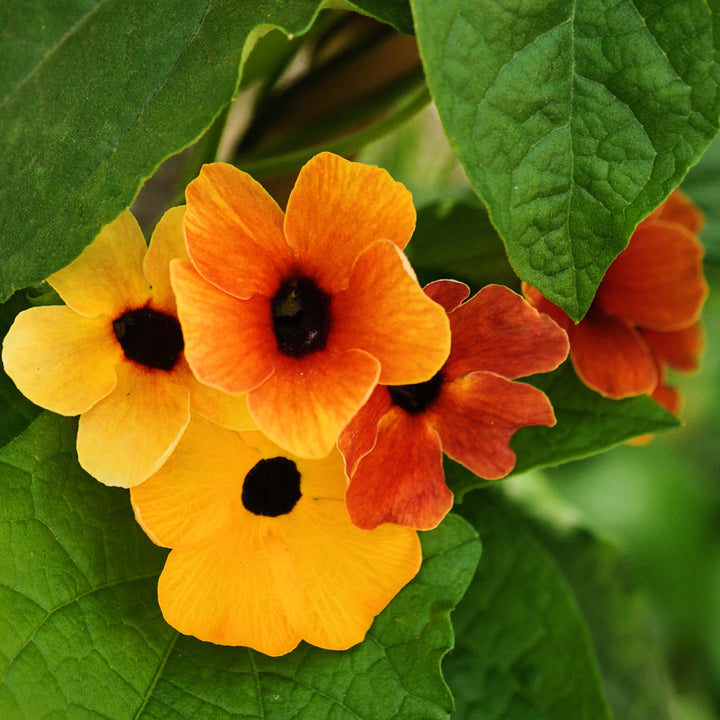 African Sunset Mix Black-Eyed Susan Vine growing in the gardens at Baker Creek.