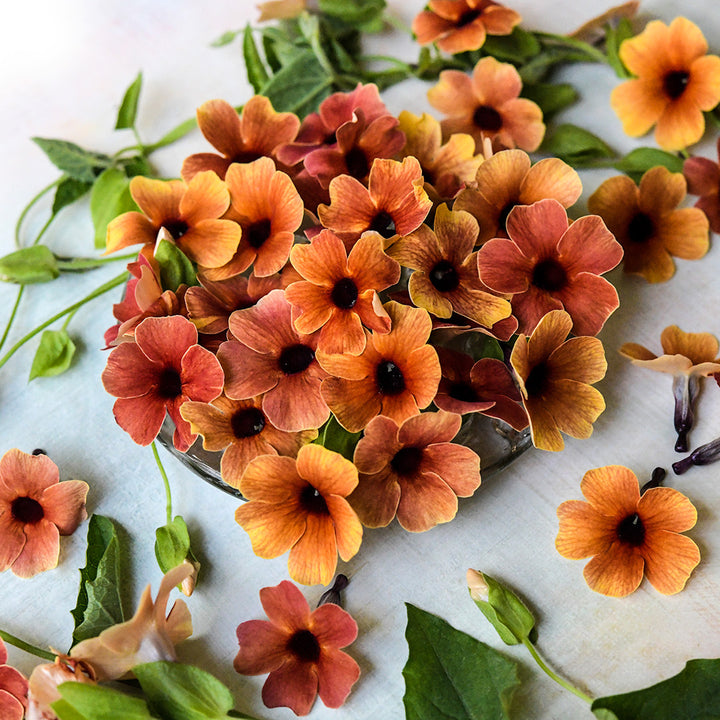 African Sunset Mix Black-Eyed Susan Vine flowers and vines with foliage arranged on a light background.
