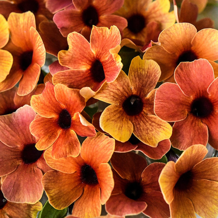 A close-up view of African Sunset Mix Black-Eyed Susan Vine flowers in a variety of colors.