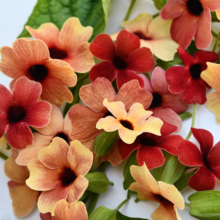 A close-up of Spanish Eyes Black-Eyed Susan Vine flowers in various colors.