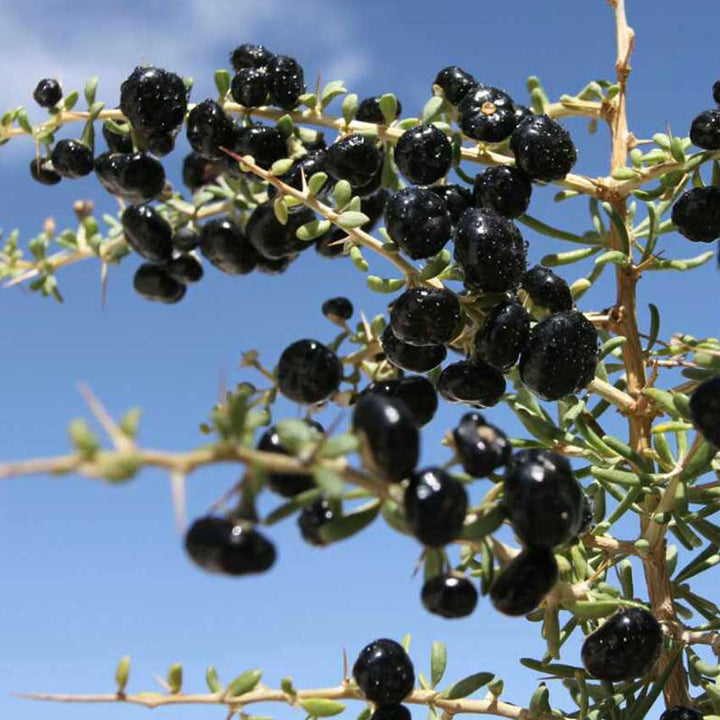 Black Goji Berry (Black Wolfberry) growing in the garden.
