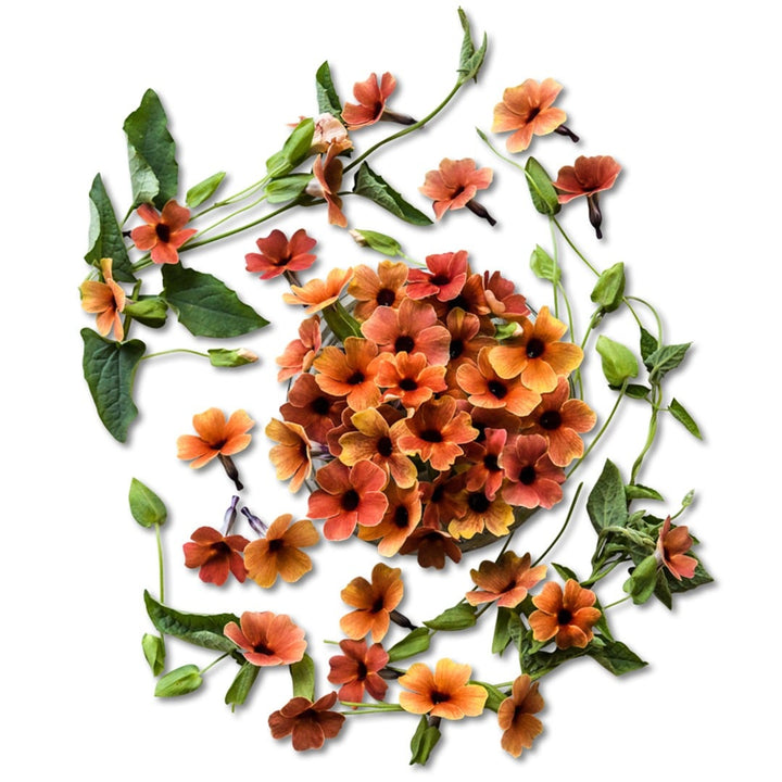 An overhead angle of an arrangement of African Sunset Mix Black-Eyed Susan Vine flowers, vines and foliage on a white background
