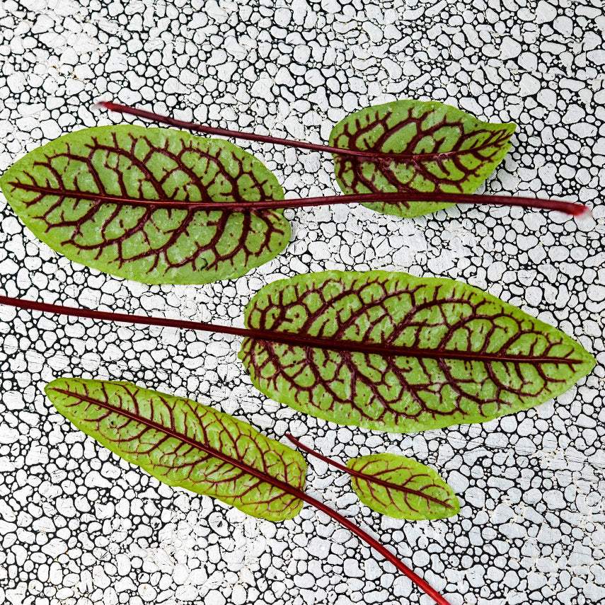 Five small tender Bloody Dock Sorrel leaves on a textured metal background.