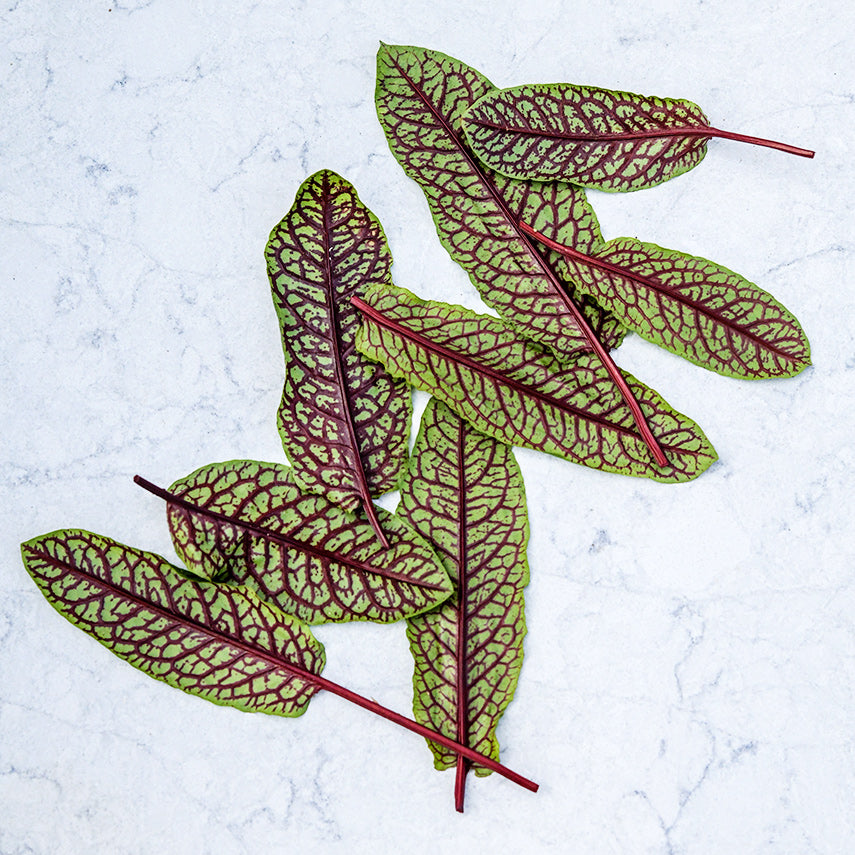 Eight Bloody Dock Sorrel leaves arranged in pleasing fashion on a light background.