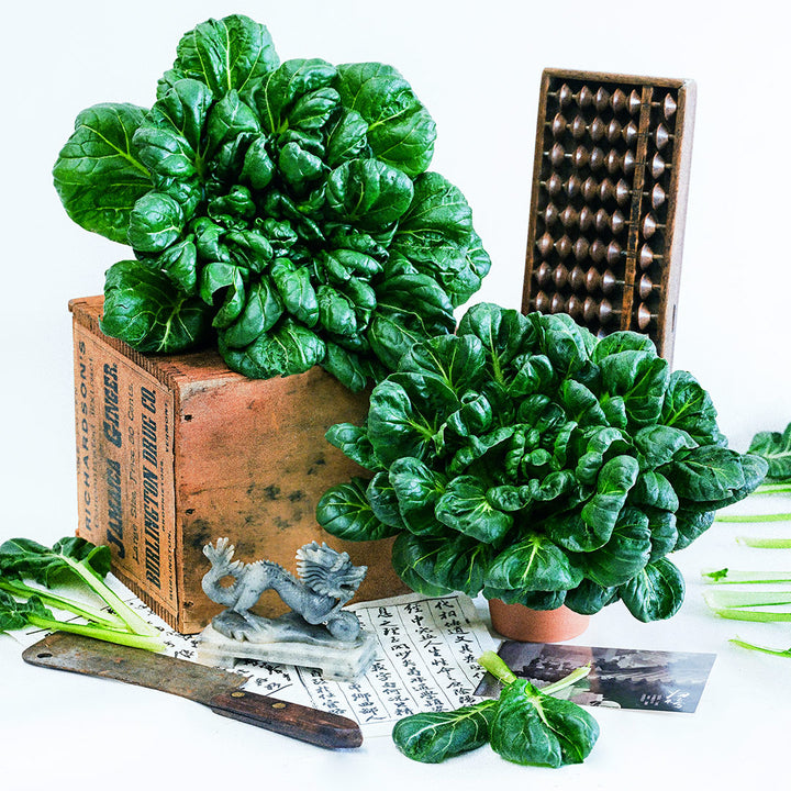 Tatsoi Seeds, Green