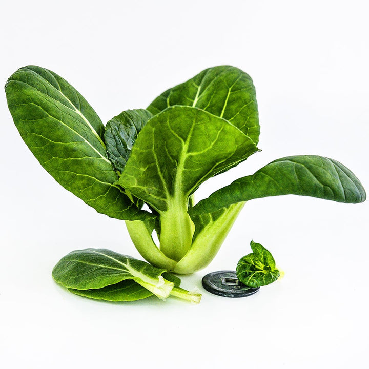 A single Hedou Tiny Bok Choy with a coin to show size on white background.