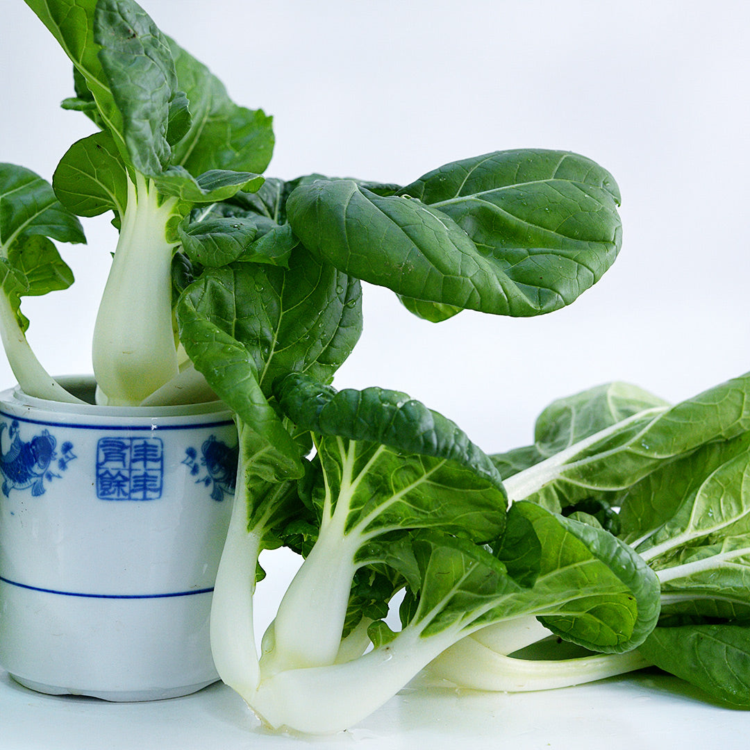 Fresh Baby Milk Bok Choy in a vase on a white background.