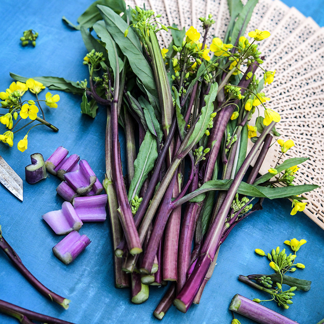 A bundle of blooming Purple or Chinese Flowering Cabbage Choy Sum with chopped stems on blue background.