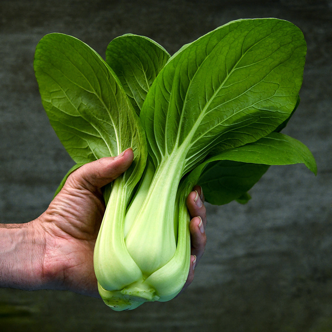 A gardener holding a head of Suzhou Baby Bok Choy.