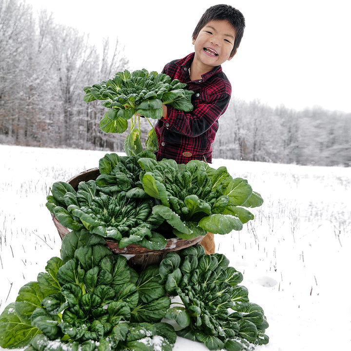 A smiling boy with a pile of Tatsoi in a snowy field.