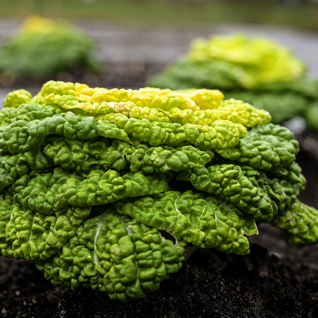 A profile view of Yellow Heart Winter Choy growing in the garden at Baker Creek.