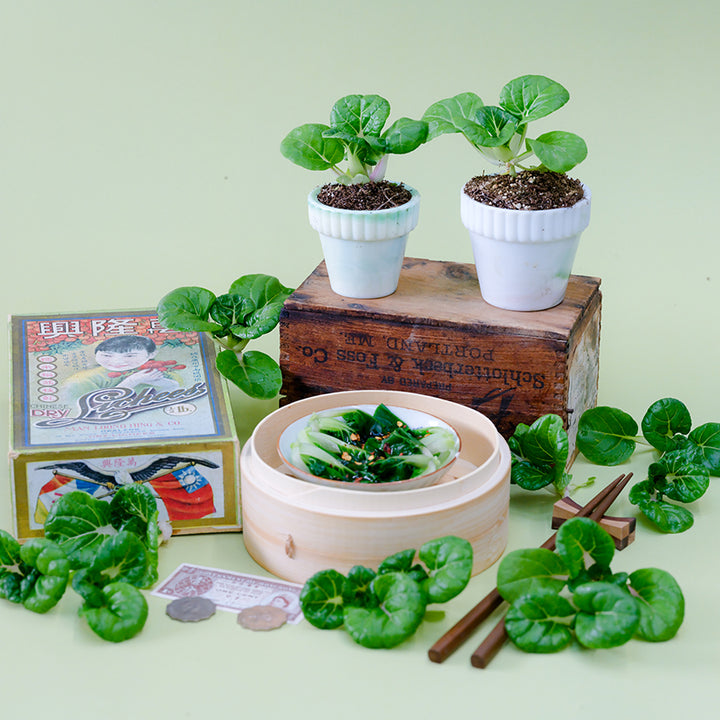 Hedou Tiny Bok Choy plants and heads