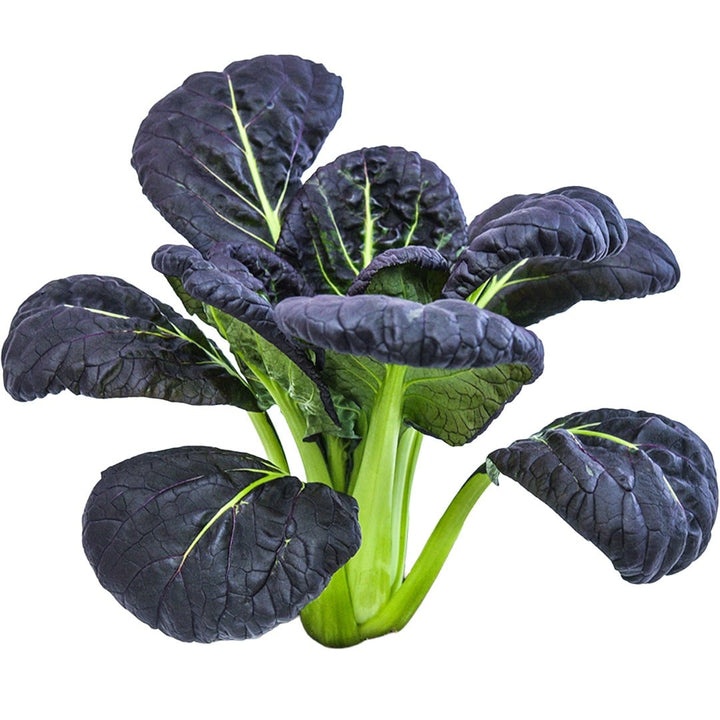 Head of Purple Lady Bok Choy on a white background.