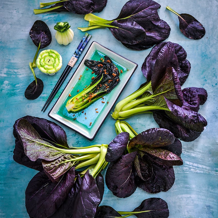 Purple Lady Bok Choy on blue background