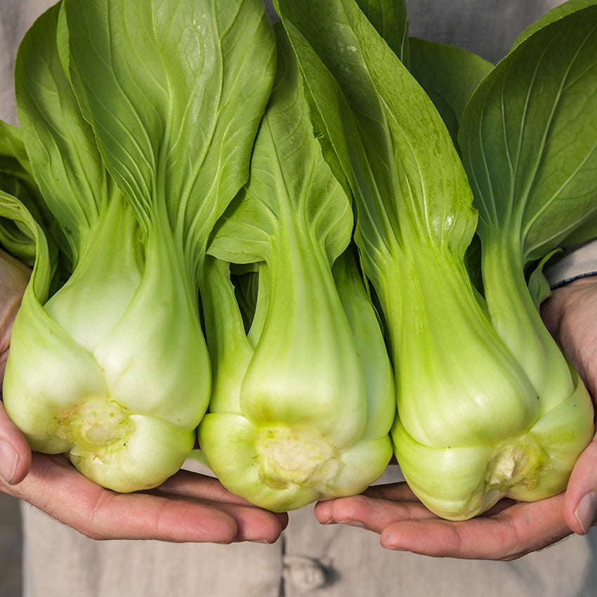 Bok Choy Seeds, Shanghai Green
