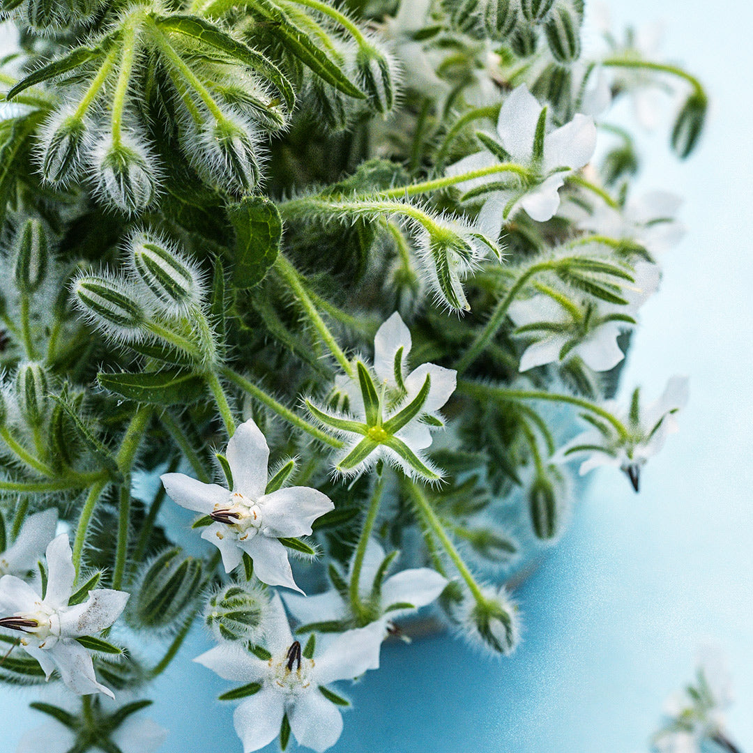 A close-up of White Borage flowers on light blue background.