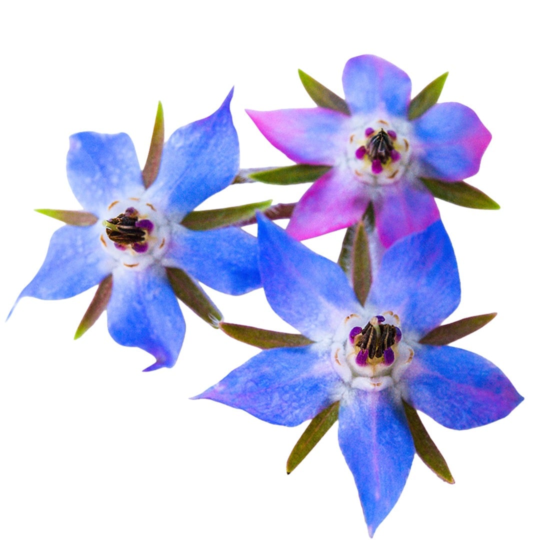 Trio of Blue Borage blooms on a white background.