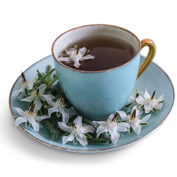 White Borage blooms in teal teacup with borage tea on a white background.