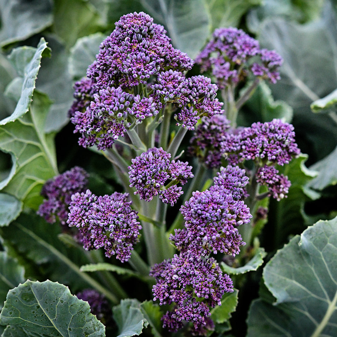 Early Purple Sprouting Broccoli growing in the gardens at Baker Creek.