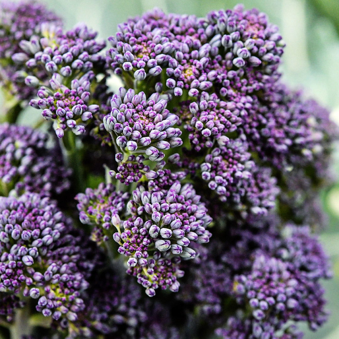 A macro close-up of Early Purple Sprouting Broccoli.