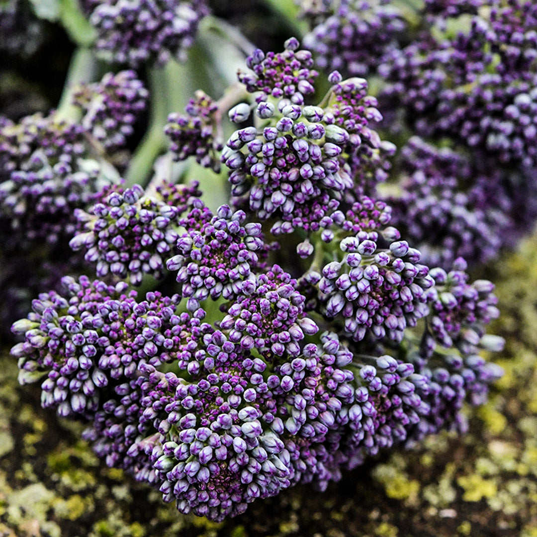 A macro close-up of Early Purple Sprouting Broccoli flowers.