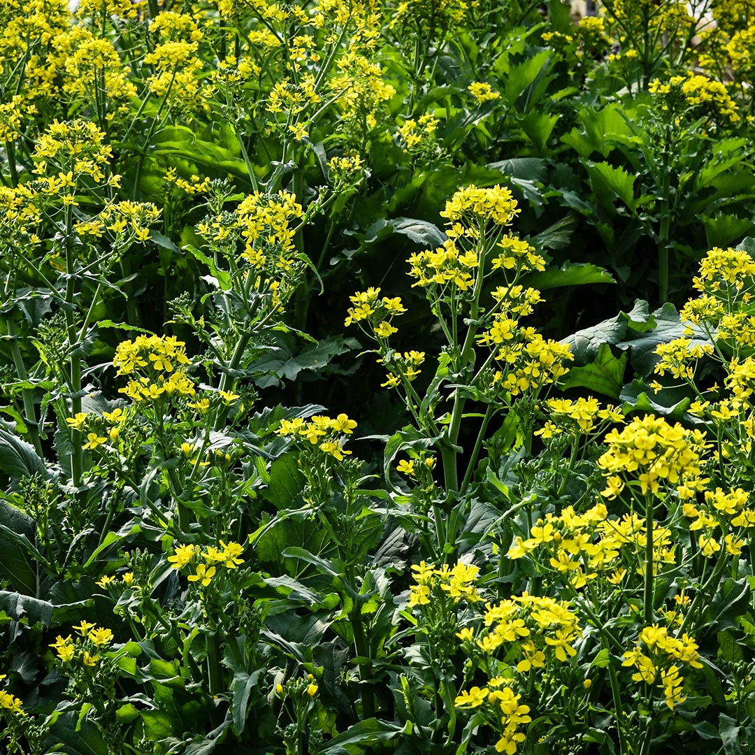 Rapini blooming with bright yellow edible flowers in the garden at Baker Creek.