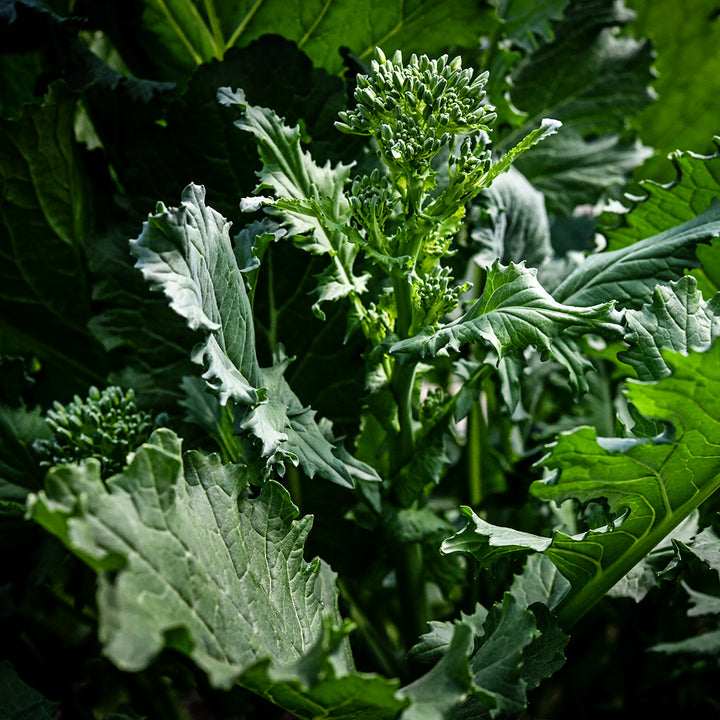 A close-up of sprouting heads of Rapini on the plant.