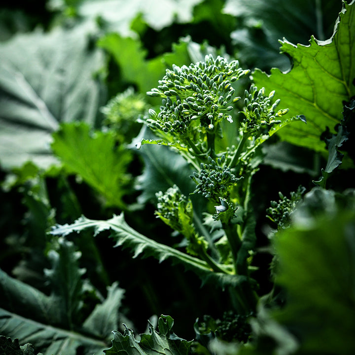 An extreme close-up of Rapini growing in the garden.
