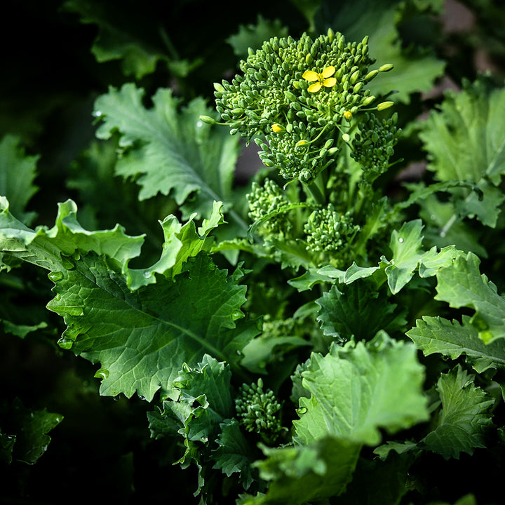 A close-up of Rapini growing in the greenhouse at Baker Creek in Mansfield, MO.