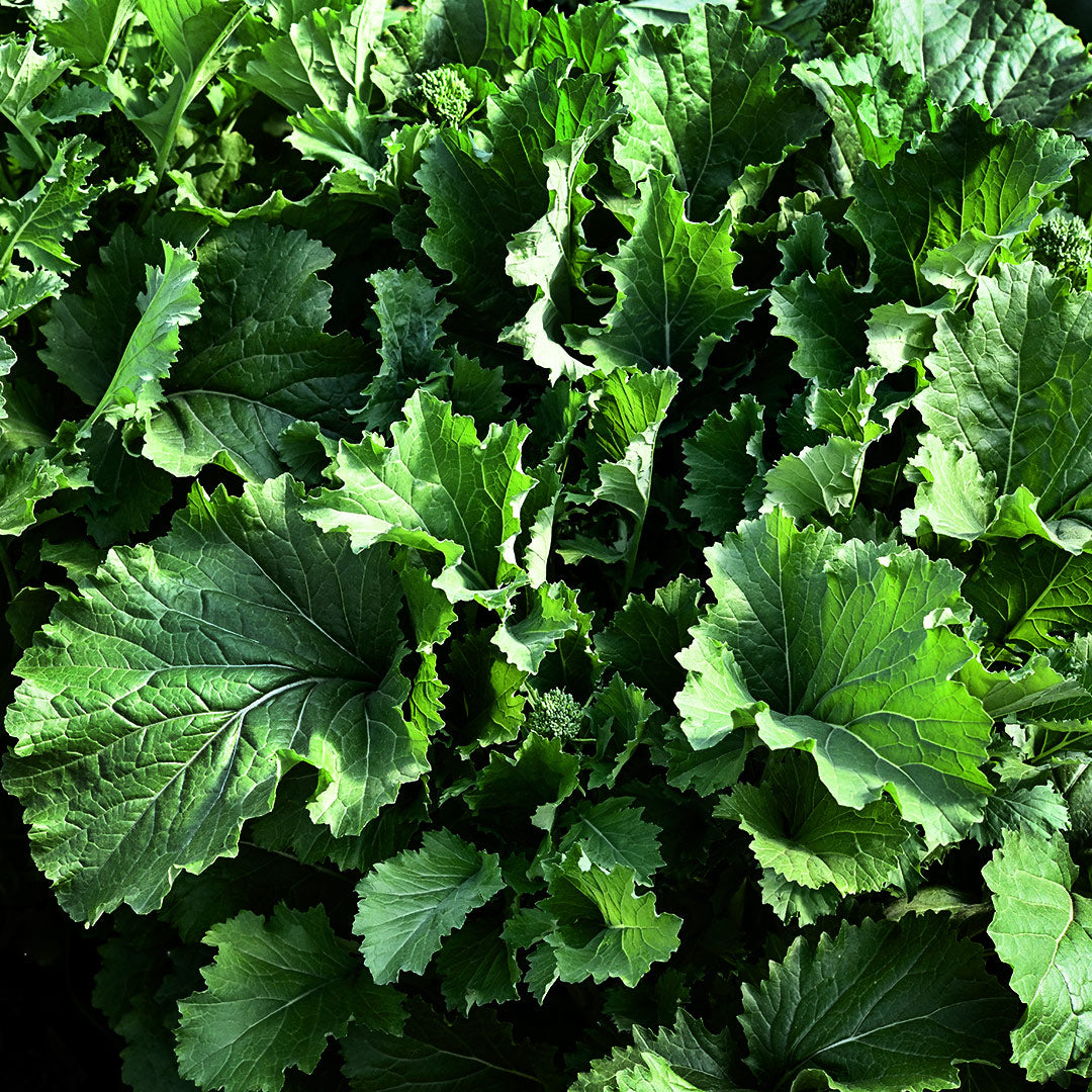 Huge Rapini plants growing on the farm at Baker Creek.